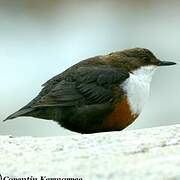 White-throated Dipper