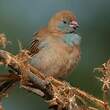 Cordonbleu à joues rouges