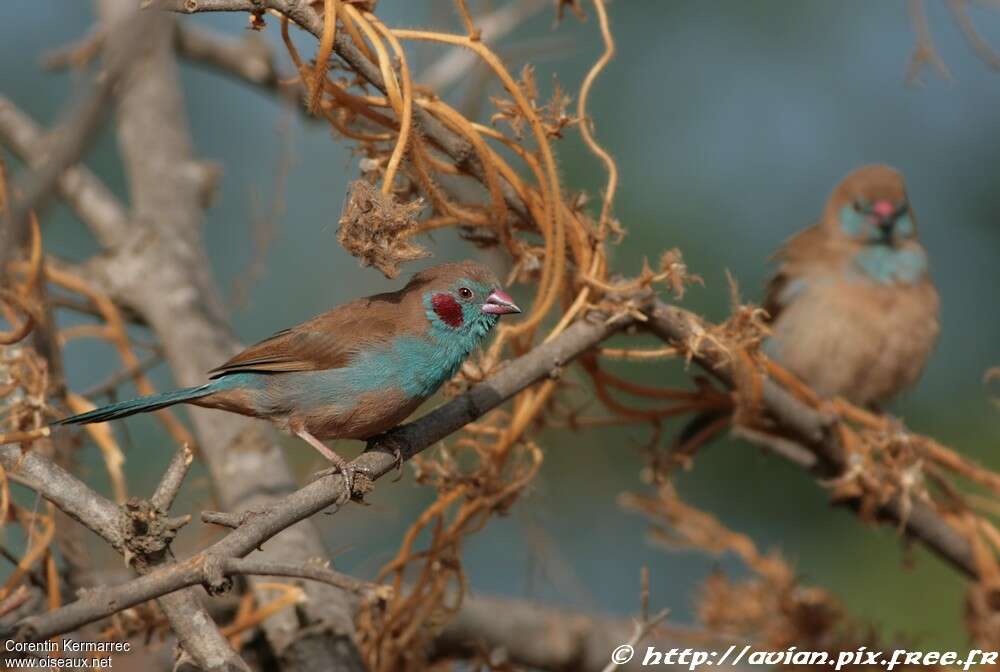 Cordonbleu à joues rougesadulte, habitat