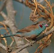 Red-cheeked Cordon-bleu