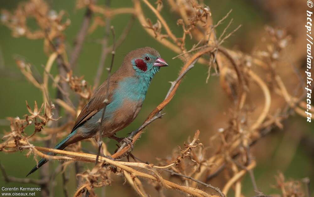 Red-cheeked Cordon-bleu male adult, habitat, pigmentation