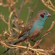 Cordonbleu à joues rouges