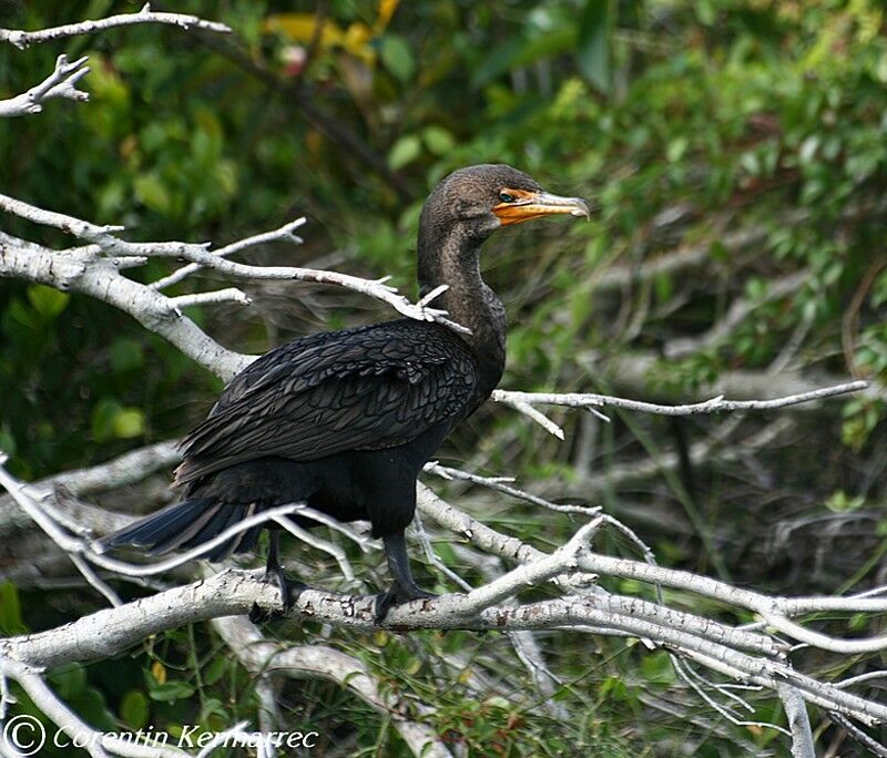 Cormoran à aigrettesadulte internuptial