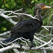 Cormoran à aigrettes