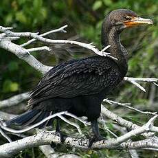 Cormoran à aigrettes