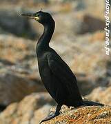 European Shag