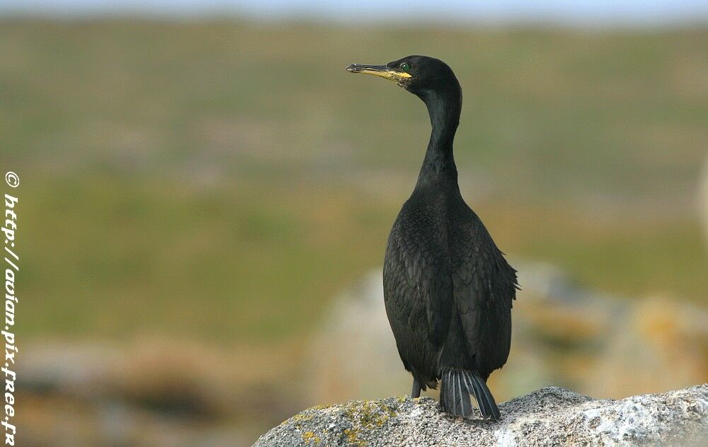 European Shagadult breeding