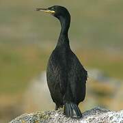 European Shag