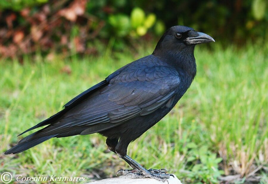 American Crowadult