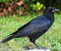 American Crow