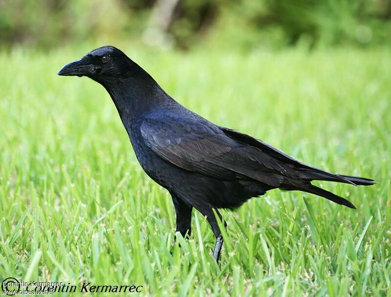 American Crowadult, identification