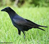 American Crow