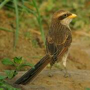 Yellow-billed Shrike