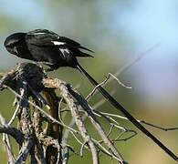 Magpie Shrike