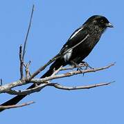 Magpie Shrike