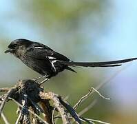 Magpie Shrike