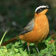 White-browed Robin-Chat