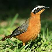 White-browed Robin-Chat