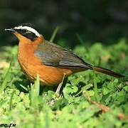 White-browed Robin-Chat