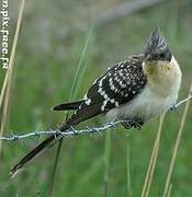 Great Spotted Cuckoo