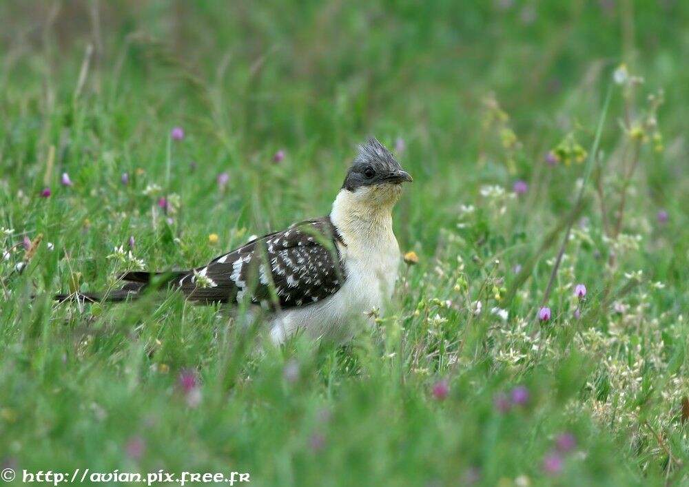 Great Spotted Cuckooadult breeding