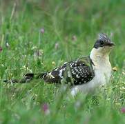 Great Spotted Cuckoo