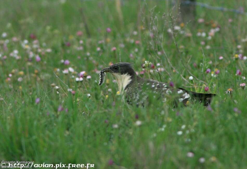 Great Spotted Cuckooadult breeding, feeding habits, fishing/hunting