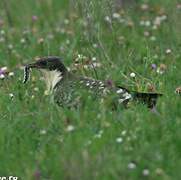 Great Spotted Cuckoo