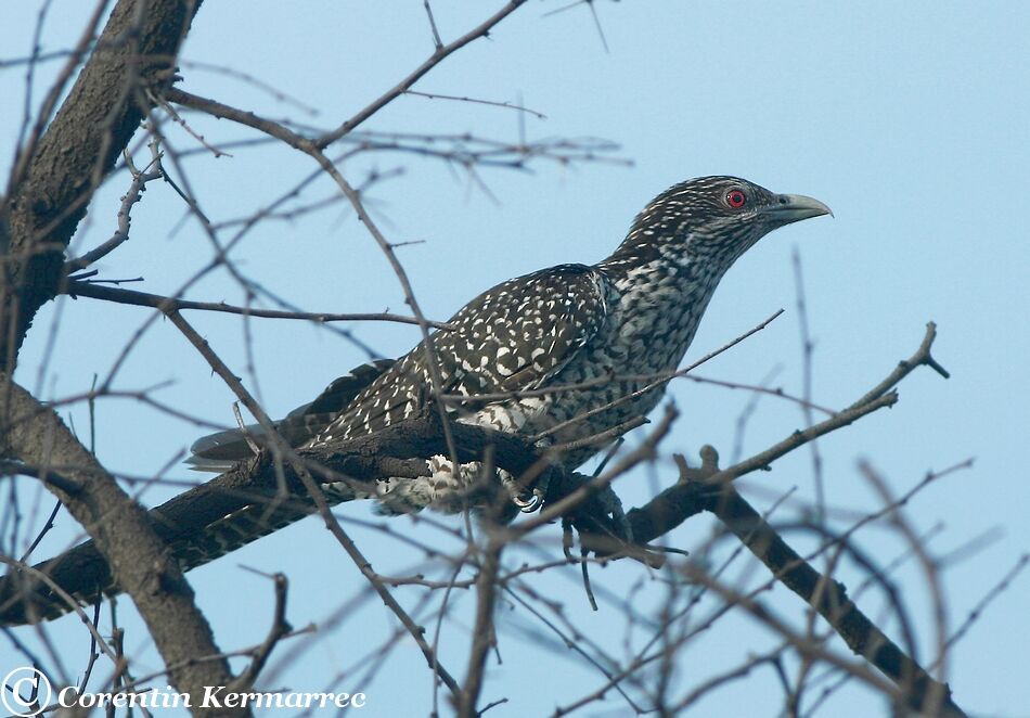 Asian Koel female adult breeding