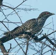 Asian Koel