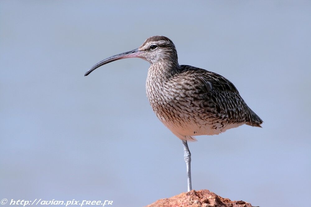 Whimbreladult post breeding