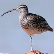 Eurasian Whimbrel