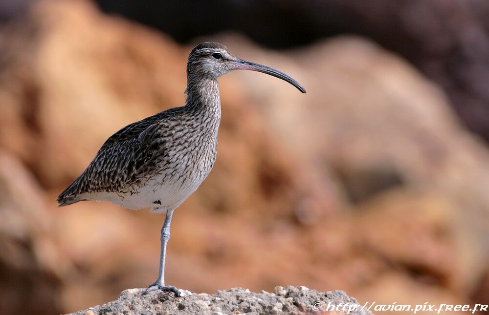 Whimbreladult post breeding