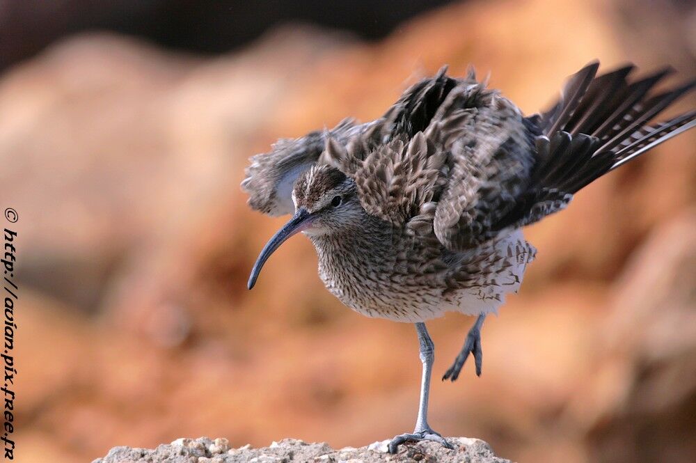 Whimbreladult post breeding, Behaviour