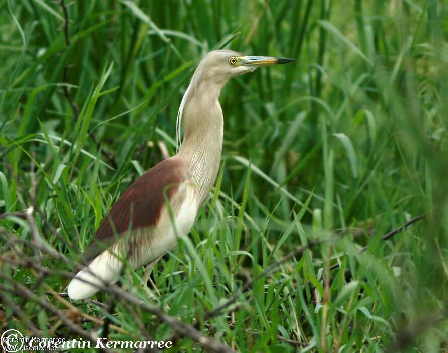 Indian Pond Heronadult breeding, aspect