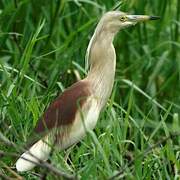 Indian Pond Heron