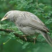 Jungle Babbler