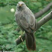 Jungle Babbler