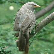 Jungle Babbler