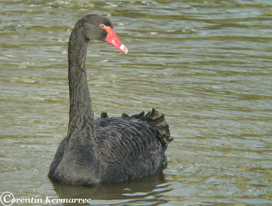 Cygne noir femelle adulte internuptial