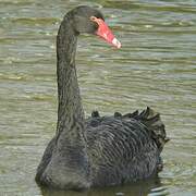 Black Swan