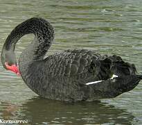 Cygne noir