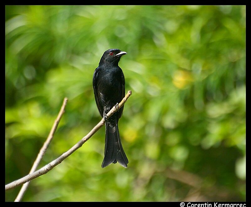 Fork-tailed Drongoadult breeding