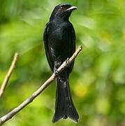 Fork-tailed Drongo