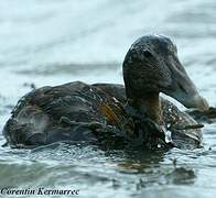 Common Eider