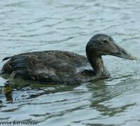 Common Eider