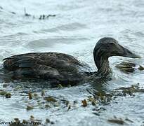 Eider à duvet