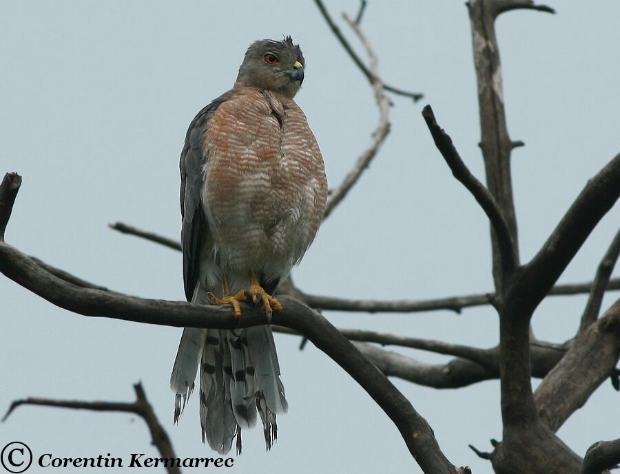 Shikra female adult breeding