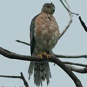 Shikra