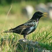 Common Starling